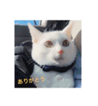 cat3+cat7（個別スタンプ：19）