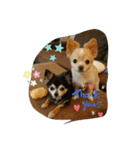 チワーズ（個別スタンプ：2）