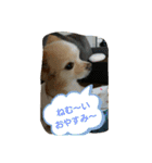 チワーズ（個別スタンプ：3）