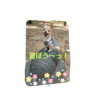 チワーズ（個別スタンプ：6）