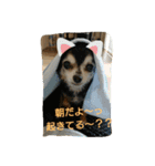チワーズ（個別スタンプ：9）