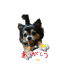 チワーズ（個別スタンプ：10）