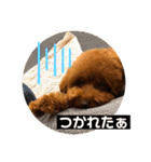 といぷーのラテ  ＝＝よく使うセリフ編＝＝（個別スタンプ：17）