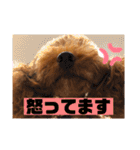 といぷーのラテ  ＝＝よく使うセリフ編＝＝（個別スタンプ：19）