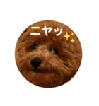 といぷーのラテ  ＝＝よく使うセリフ編＝＝（個別スタンプ：31）