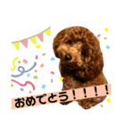 といぷーのラテ  ＝＝よく使うセリフ編＝＝（個別スタンプ：34）