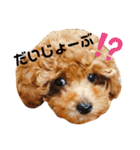 といぷーのラテ  ＝＝よく使うセリフ編＝＝（個別スタンプ：35）