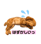 といぷーのラテ  ＝＝よく使うセリフ編＝＝（個別スタンプ：37）