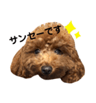 といぷーのラテ  ＝＝よく使うセリフ編＝＝（個別スタンプ：39）