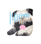 パグCOCO（個別スタンプ：10）