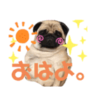 パグCOCO（個別スタンプ：12）