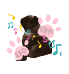 パグCOCO（個別スタンプ：14）