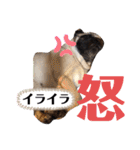パグCOCO（個別スタンプ：26）