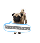 パグCOCO（個別スタンプ：30）