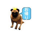 パグCOCO（個別スタンプ：32）