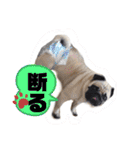 パグCOCO（個別スタンプ：33）