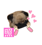 パグCOCO（個別スタンプ：34）