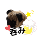 パグCOCO（個別スタンプ：35）