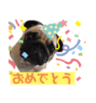 パグCOCO（個別スタンプ：36）