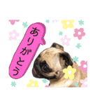 パグCOCO（個別スタンプ：37）