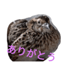 うずらのずーちゃん（個別スタンプ：3）