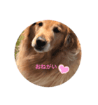いつもくまくん（個別スタンプ：5）