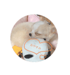 ひまりちゃんスタンプ①（個別スタンプ：3）
