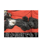 黒プーのモノノア パート2.5（個別スタンプ：13）