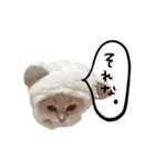 かわいいボンボンスタンプ（個別スタンプ：1）