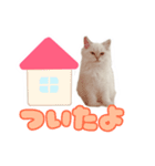 かわいいボンボンスタンプ（個別スタンプ：7）