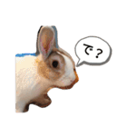 ごまたんぷ（個別スタンプ：1）