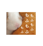 ごまたんぷ（個別スタンプ：2）