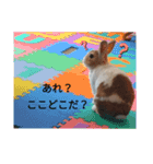 ごまたんぷ（個別スタンプ：5）