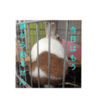 ごまたんぷ（個別スタンプ：7）