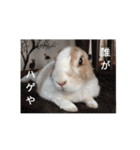 ごまたんぷ（個別スタンプ：11）
