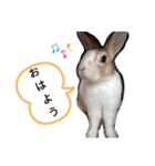 ごまたんぷ（個別スタンプ：13）