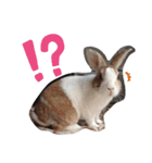 ごまたんぷ（個別スタンプ：14）