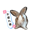 ごまたんぷ（個別スタンプ：16）