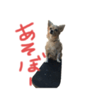 クウチャン（個別スタンプ：5）