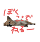 クウチャン（個別スタンプ：8）