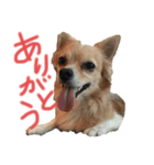 クウチャン（個別スタンプ：9）