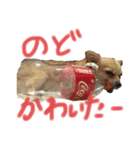 クウチャン（個別スタンプ：10）