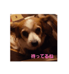 maronstanp（個別スタンプ：1）