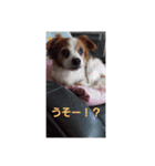maronstanp（個別スタンプ：3）
