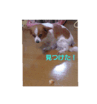 maronstanp（個別スタンプ：5）