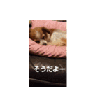 maronstanp（個別スタンプ：6）