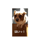 maronstanp（個別スタンプ：8）