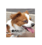 maronstanp（個別スタンプ：10）