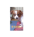 maronstanp（個別スタンプ：11）