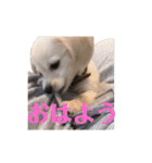 ちくわ スタンプ（個別スタンプ：2）